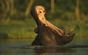 black Hippo mouth opened in body of water HD wallpaper