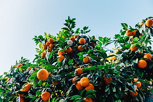 low angle photography of orange fruit tree