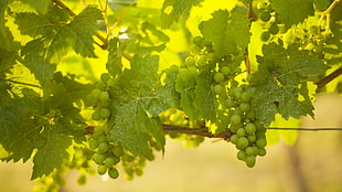 green grapes with leaves in closeup photography