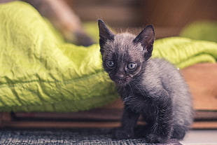 Siamese kitten, Kitten, Baby, Sitting HD wallpaper