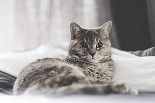 black tabby cat, Cat, Lying, Home HD wallpaper