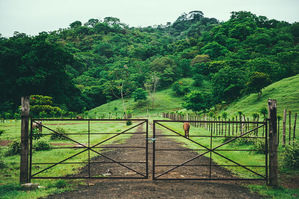 black metal gate, Pasture, Stable, Gates HD wallpaper