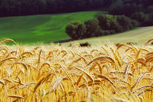 close up photography of wheat