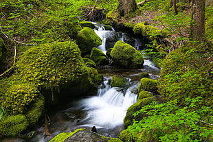photography of waterfalls between green trees, mount rainier national park