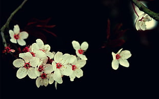 white flowers on black surface