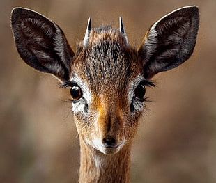 brown animal in closeup photo