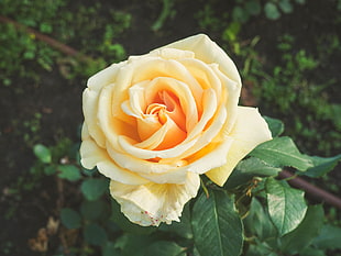 orange and white rose