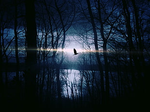 Silhouette image of a bird passing through River
