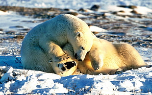 two Polar bears on ice