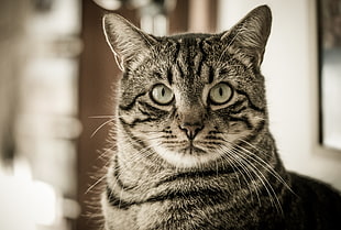 photography of silver tabby cat