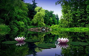 two lotus flowers on body of water