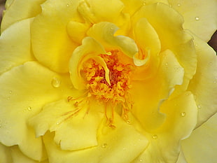 shallow focus photography of yellow flower HD wallpaper