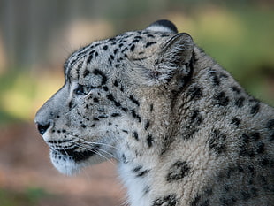 bokeh photo of white and black feline, leopard