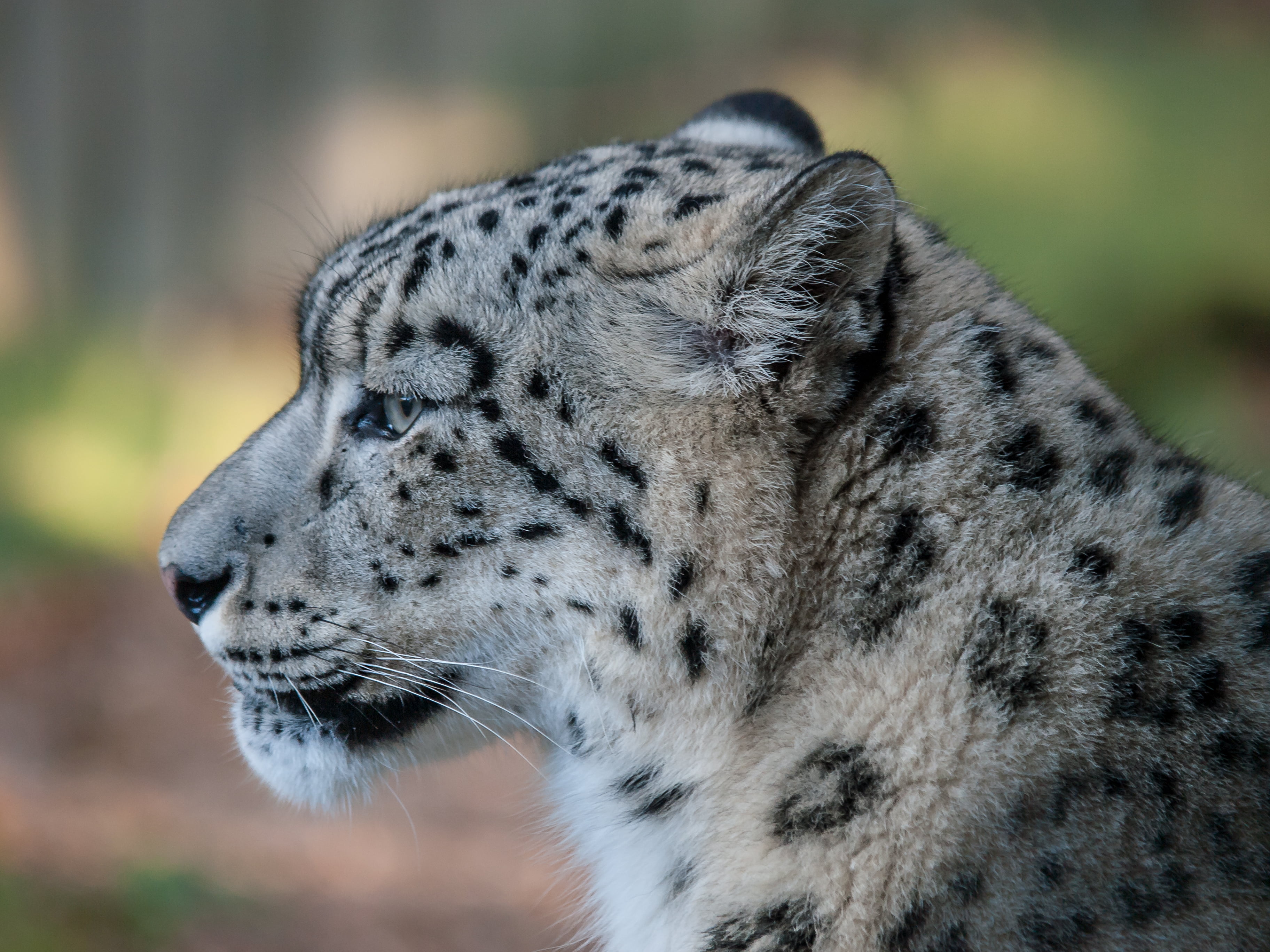 bokeh photo of white and black feline, leopard