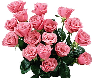 pink and green roses