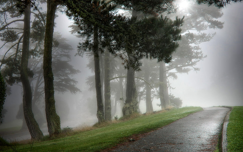 grey pathway surrounded with trees HD wallpaper