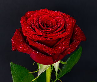 macro photograph of red rose