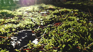 green plant, moss, forest, leaves, sunset
