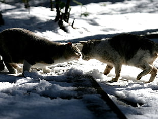 two cats attempting to fight on snow field area