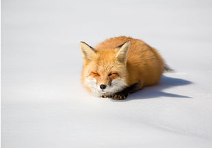 fox with eyes cloes