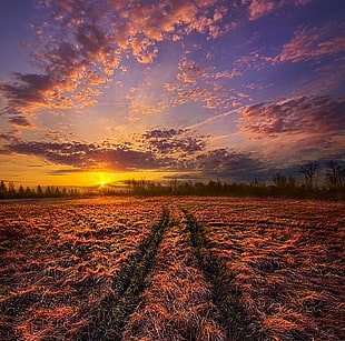 brown and black wooden table, crossroads, sunset, field, path
