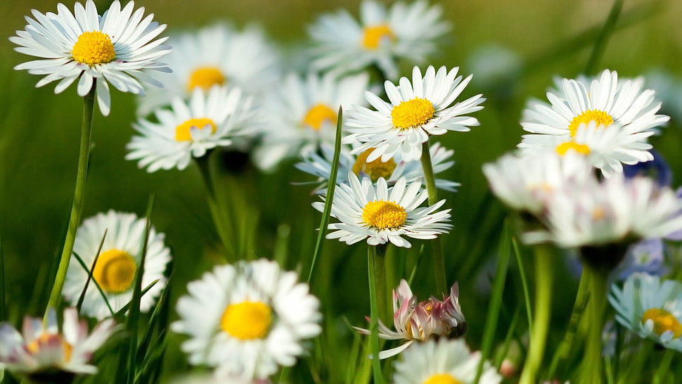 white English daisies selective focus photography HD wallpaper