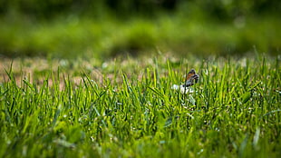 butterfly on green grasses during daytime HD wallpaper