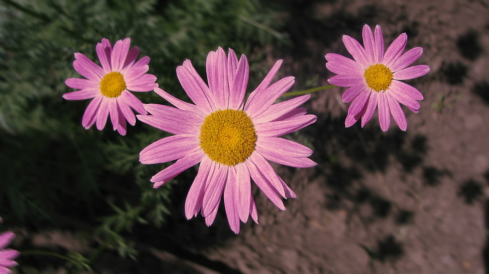 three purple petaled flowers HD wallpaper