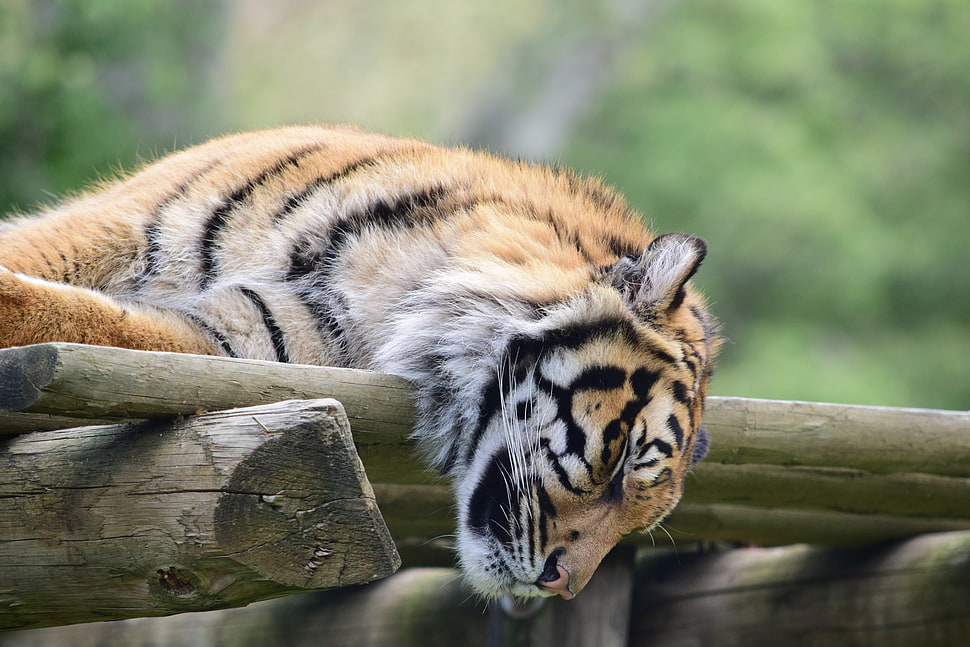 brown tinger, Tiger, Muzzle, Sleep HD wallpaper