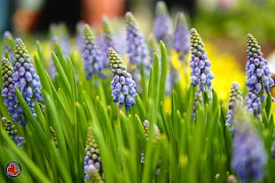 lavender field at daytime