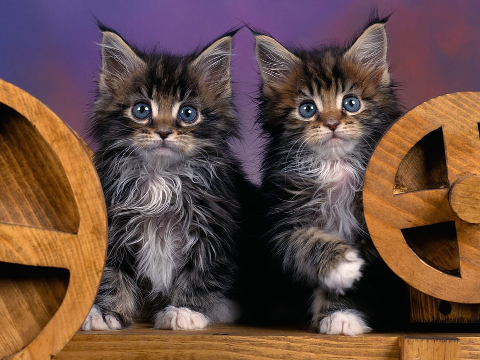 two black Persian 3D cats wallpaper HD wallpaper