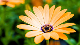 orange and white flower, flowers