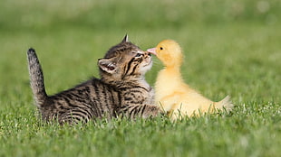 closeup photo of gray tabby kitten and yellow duckling on green grass