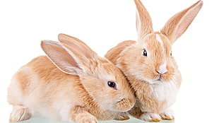 two brown bunnies HD wallpaper