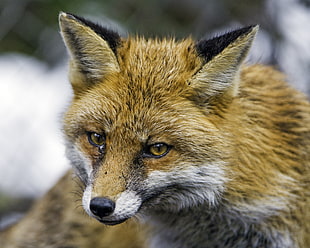 close up photo of brown and black fox