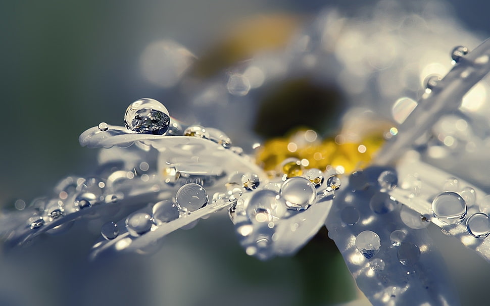 Selective Focus photo of flower with dewdrops HD wallpaper