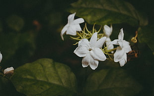white flowers in macro shot HD wallpaper