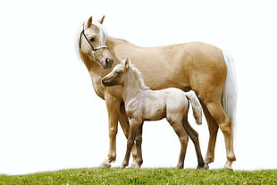 photo of two brown horses