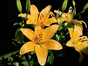 macro photograph of yellow flower