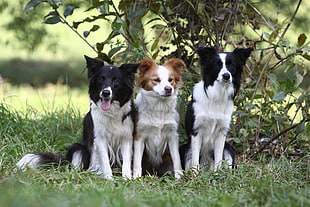 three black and tan Border Collie siting on green grass at daytime