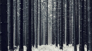 black tree trunk, trees, snow
