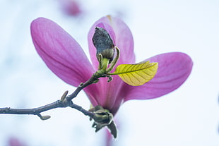 purple multi petaled flower shallow focus photography, magnolia