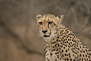 cheetah sitting near on withered tree