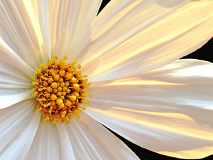 white and brown flower HD wallpaper