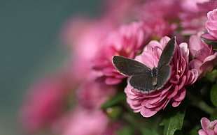 black butterfly on pink flower HD wallpaper