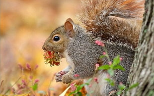 shallow focus photography of gray and brown squirrel eating rambutan during daytime