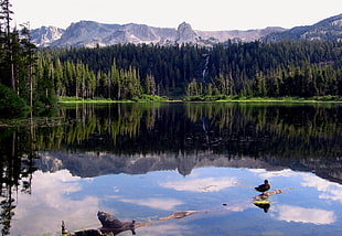 pine trees near body of water, twin lakes, mammoth lakes, california HD wallpaper