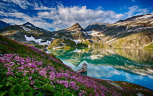 pink flower lot, landscape, mountains, lake, flowers