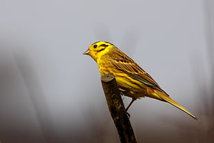 short-beak yellow bird perch on rod, yellowhammer, rutland water HD wallpaper