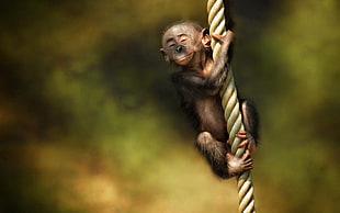 monkey hanging from beige rope
